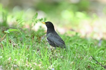 クロツグミ 伊香保森林公園 2023年4月28日(金)