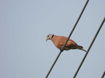 Red Collared Dove 台湾 Thu, 3/30/2023