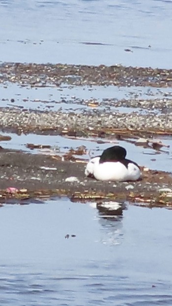 Common Merganser 酒匂川河口 Fri, 4/28/2023