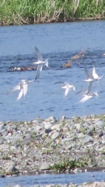 Little Tern 酒匂川河口 Fri, 4/28/2023