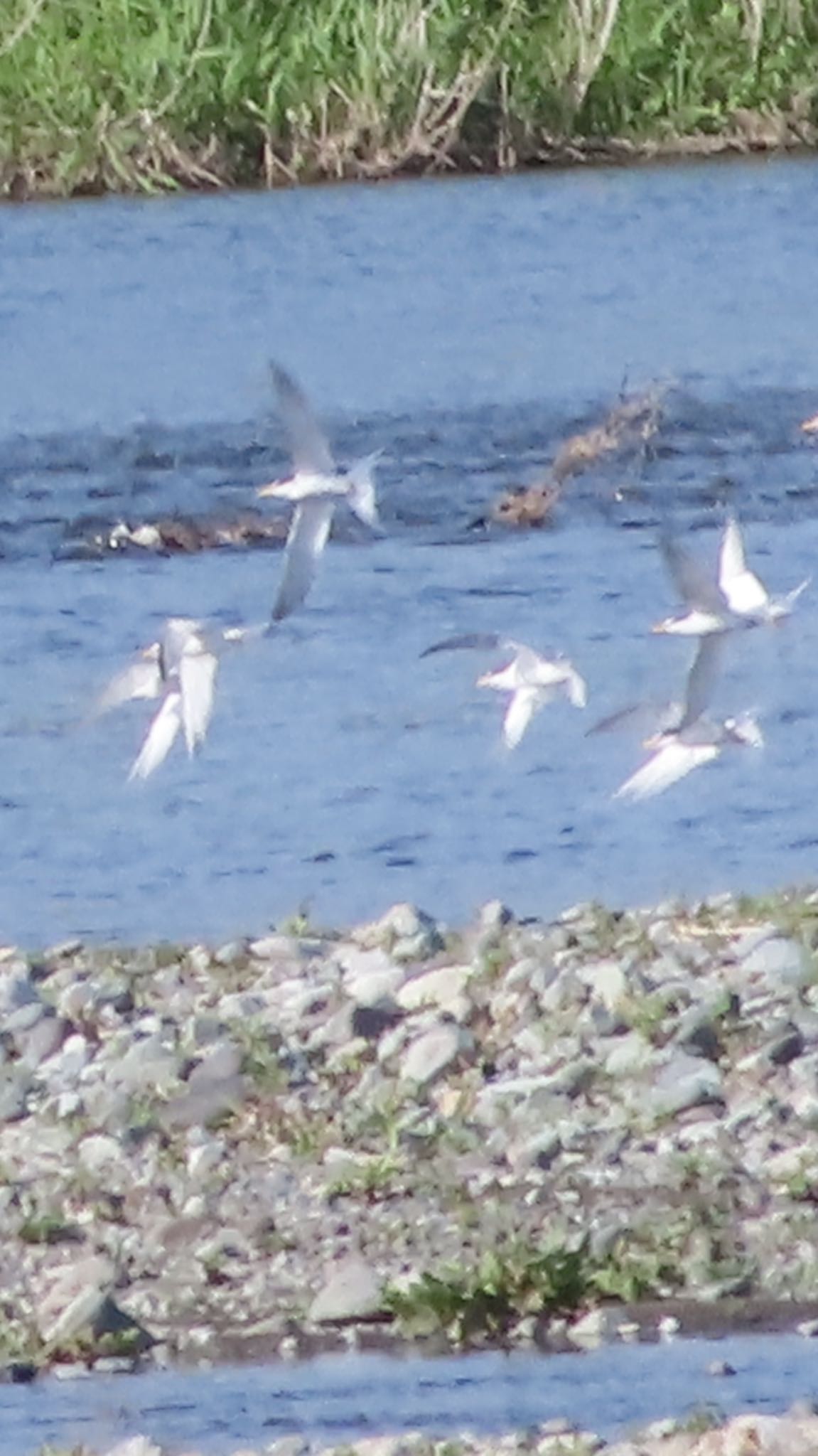 Little Tern