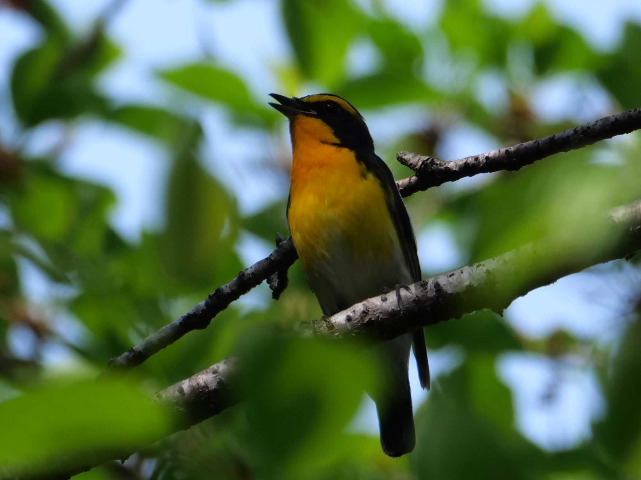 秩父 キビタキの写真 by little birds