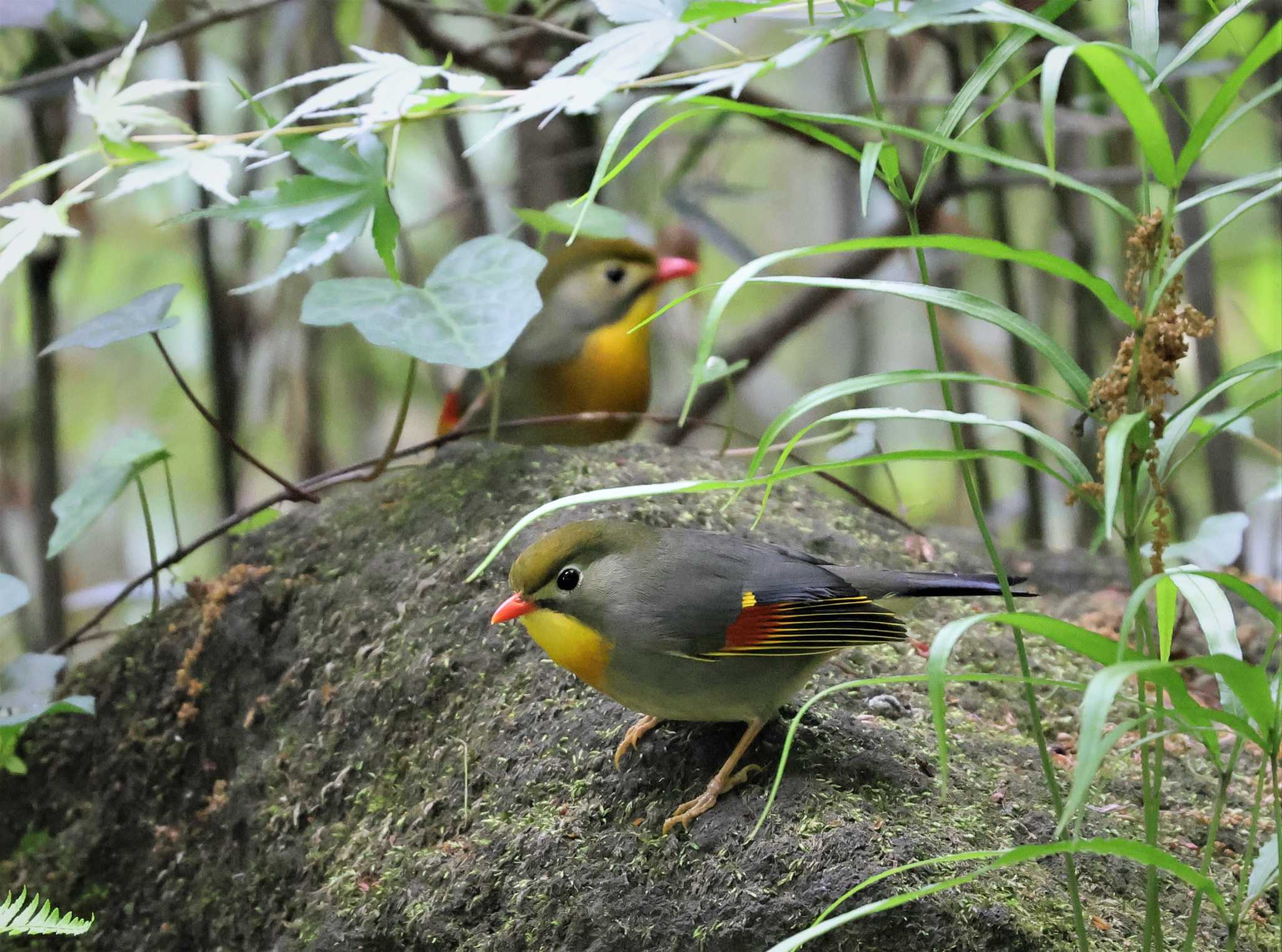 多摩地区 ソウシチョウの写真