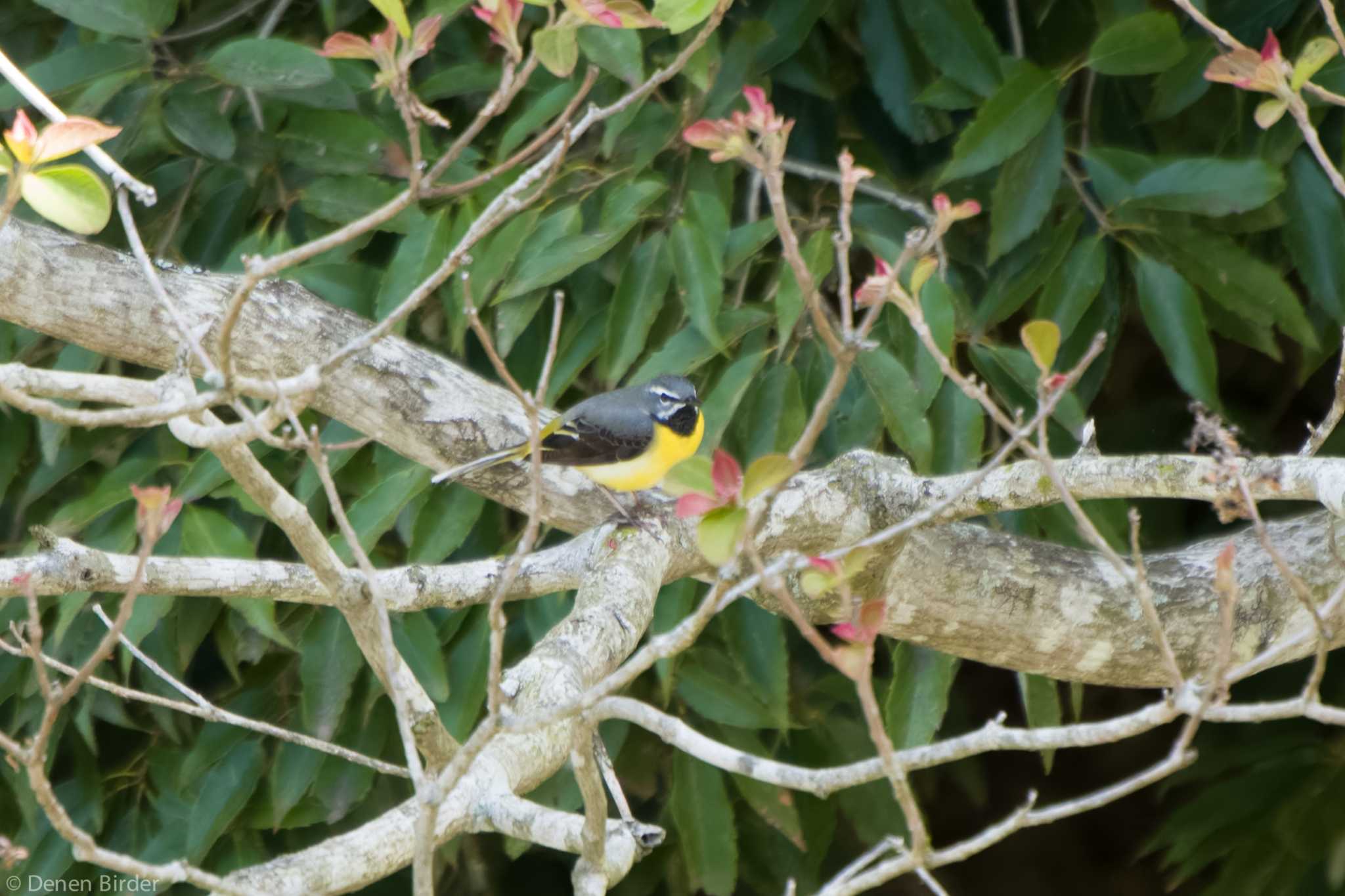 早戸川林道 キセキレイの写真 by 田園Birder