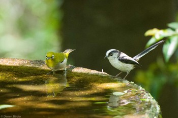 2023年4月28日(金) 権現山(弘法山公園)の野鳥観察記録