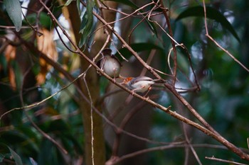 Ashy Tailorbird Putrajaya Wetlands Park Sat, 3/11/2023