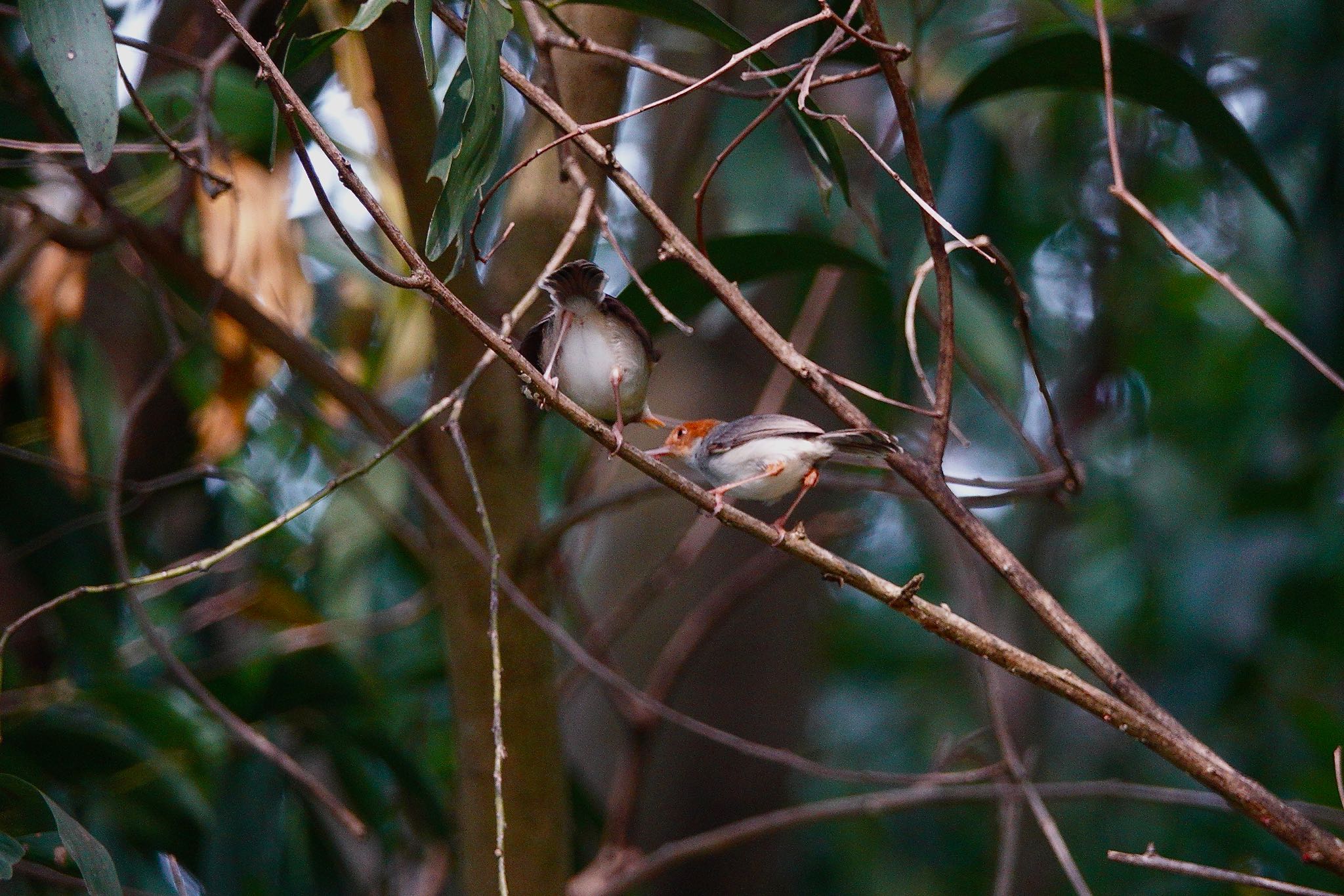 Putrajaya Wetlands Park アカガオサイホウチョウの写真