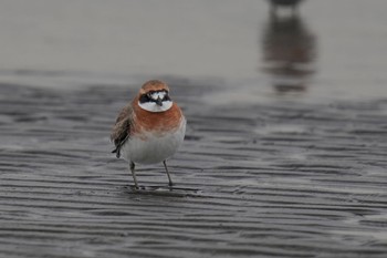 メダイチドリ ふなばし三番瀬海浜公園 2023年4月22日(土)