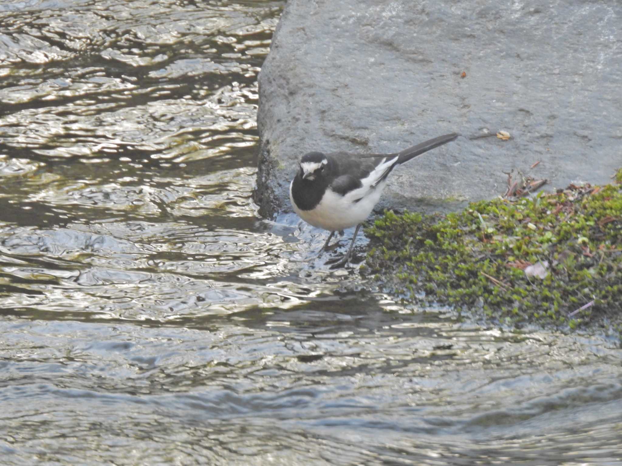 軽井沢野鳥の森 セグロセキレイの写真