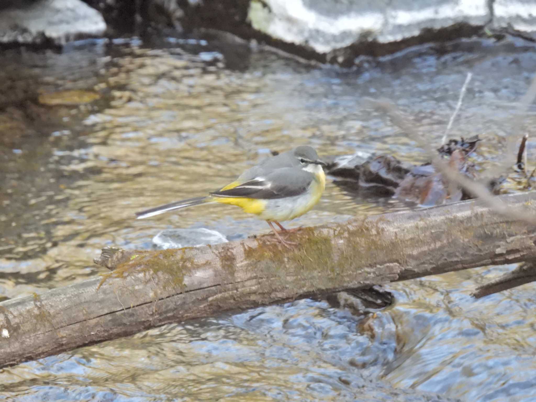 軽井沢野鳥の森 キセキレイの写真