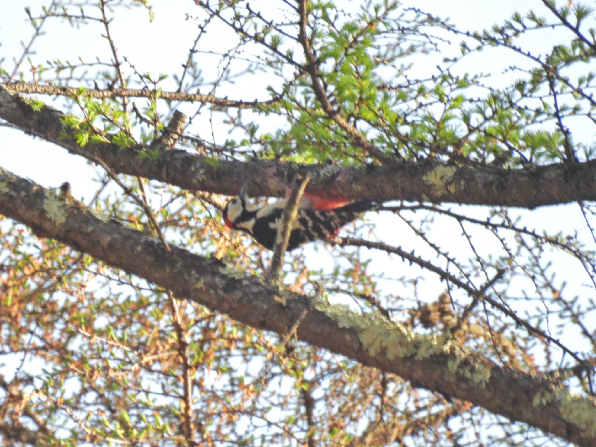 軽井沢野鳥の森 アカゲラの写真