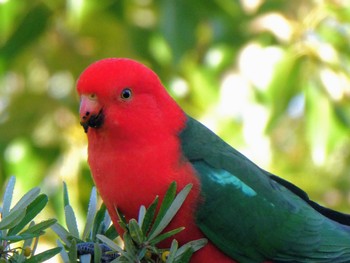 キンショウジョウインコ Westbourne Woods, Canberra, ACT, Australia 2023年4月15日(土)