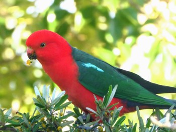 キンショウジョウインコ Westbourne Woods, Canberra, ACT, Australia 2023年4月15日(土)