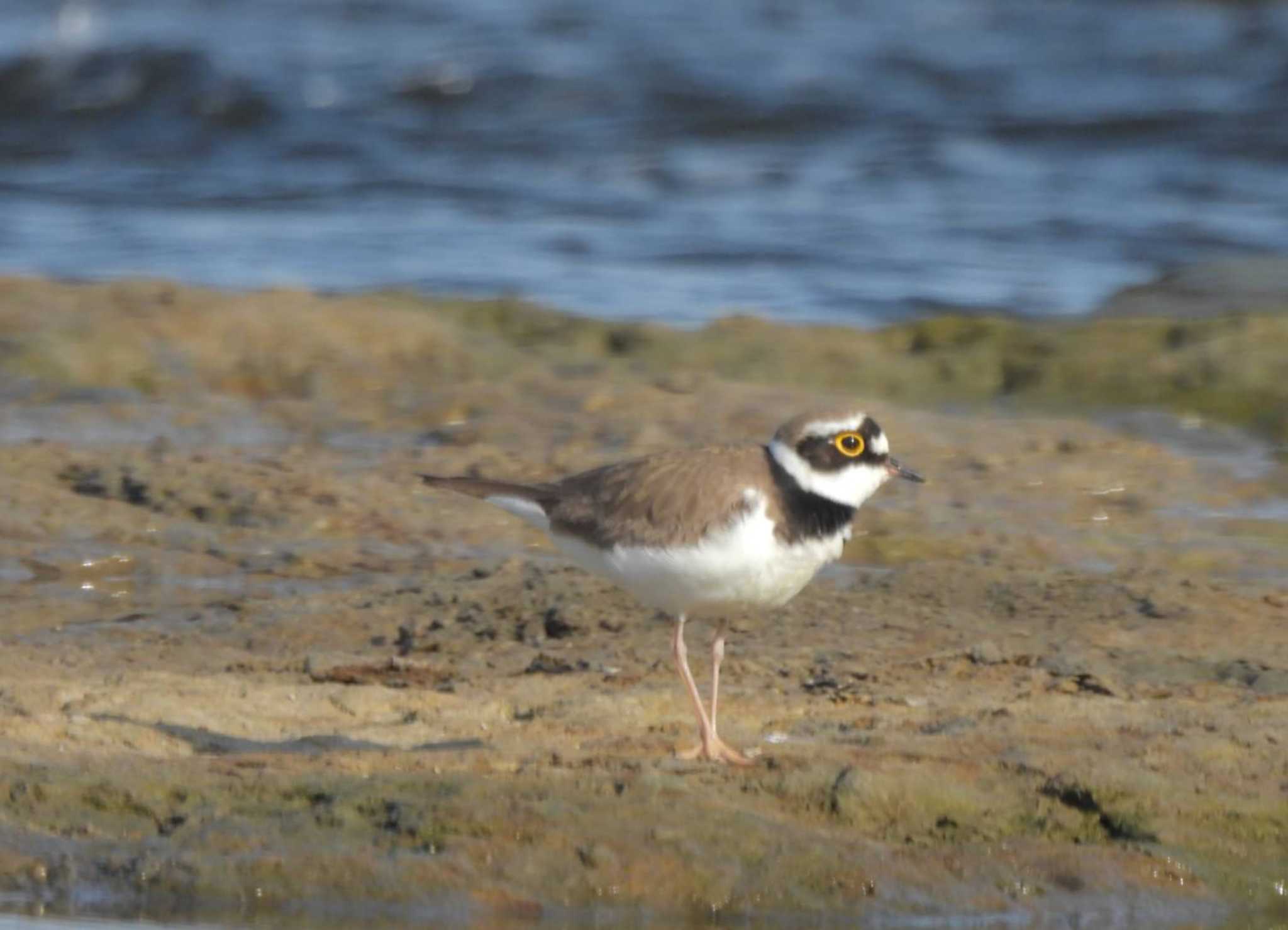 Little Ringed Plover