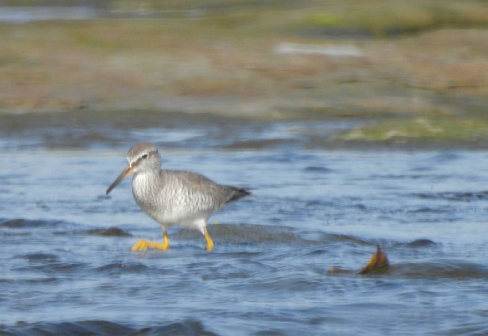 Grey-tailed Tattler