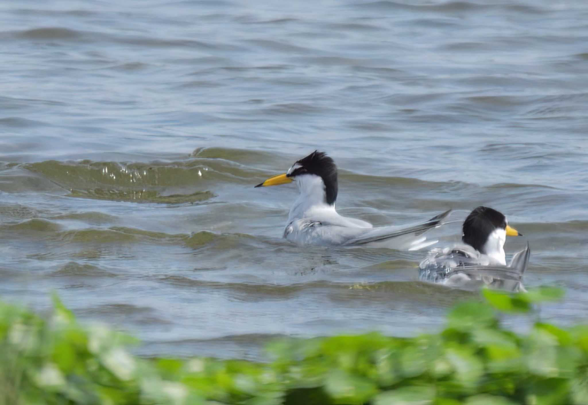 Little Tern