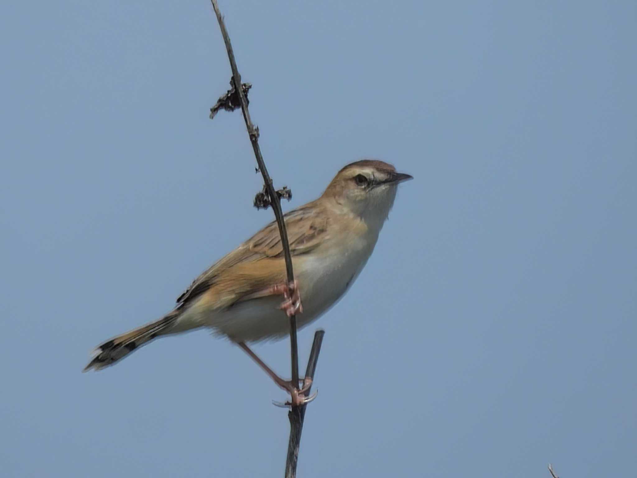 Zitting Cisticola