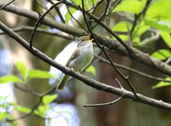 Eastern Crowned Warbler Hayatogawa Forest Road Fri, 4/28/2023