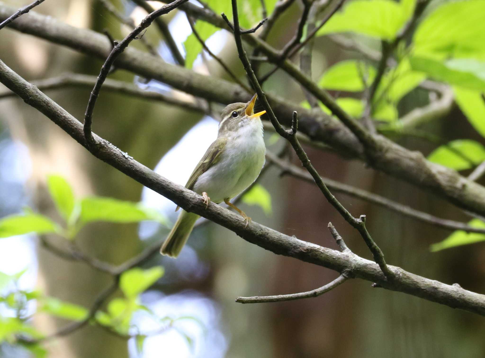 Photo of Eastern Crowned Warbler at Hayatogawa Forest Road by テツ