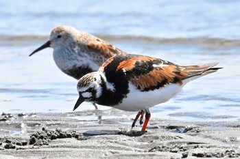 キョウジョシギ ふなばし三番瀬海浜公園 2023年4月17日(月)