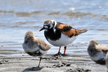 キョウジョシギ ふなばし三番瀬海浜公園 2023年4月17日(月)