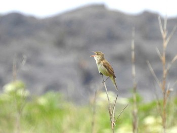 2018年5月30日(水) 舳倉島の野鳥観察記録