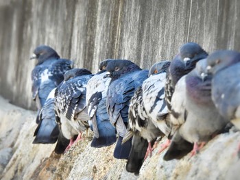 カワラバト 兵庫県 2023年4月22日(土)