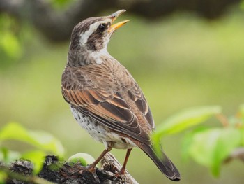 Dusky Thrush Osaka castle park Fri, 4/21/2023