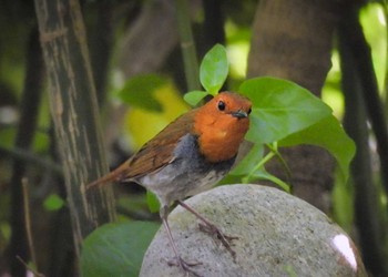 Japanese Robin Osaka castle park Fri, 4/21/2023