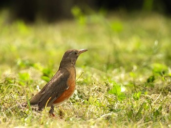 Brown-headed Thrush Osaka castle park Fri, 4/21/2023