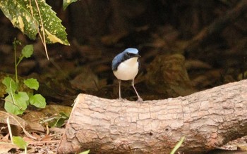 コルリ 庄内緑地公園 2023年4月28日(金)