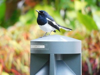 Oriental Magpie-Robin Gardens by the Bay (Singapore) Thu, 2/23/2023