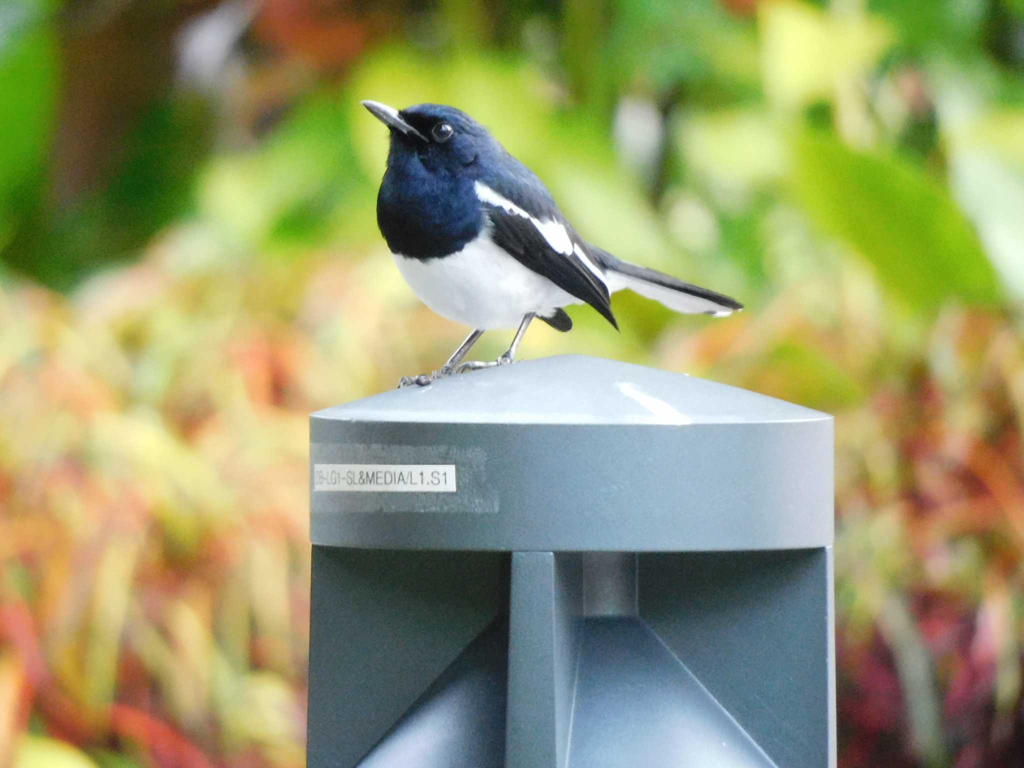 Oriental Magpie-Robin