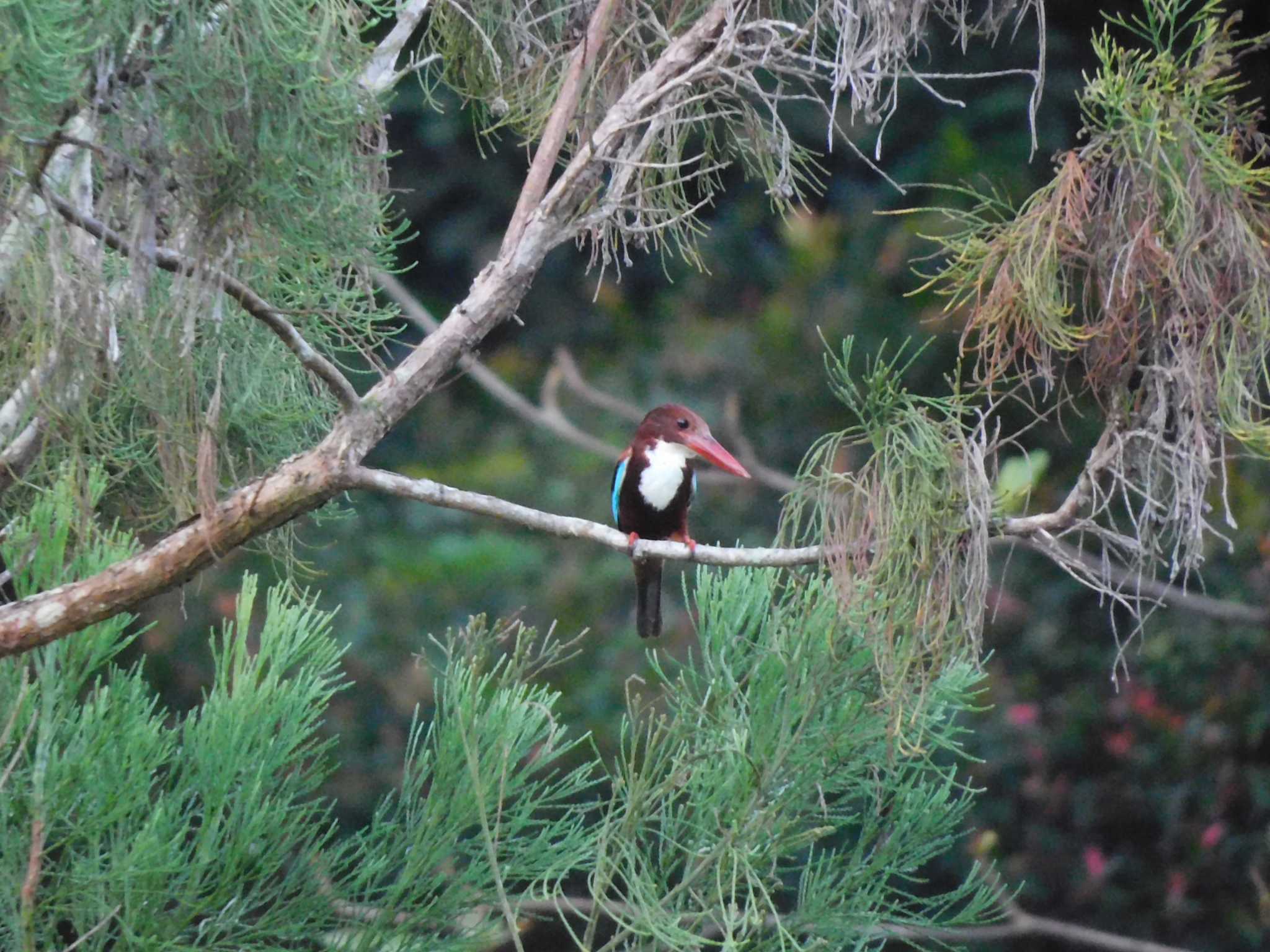 Photo of White-throated Kingfisher at Singapore Botanic Gardens by mkmole