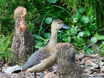 リュウキュウガモ シンガポール植物園 2023年2月22日(水)