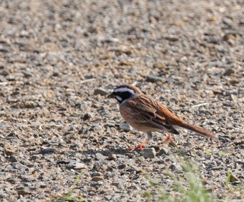 Meadow Bunting 淀川河川公園 Sun, 4/9/2023