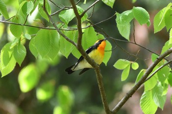 キビタキ 栃木県民の森 2023年4月23日(日)