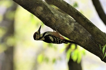 2023年4月23日(日) 栃木県民の森の野鳥観察記録