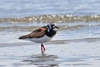 キョウジョシギ ふなばし三番瀬海浜公園 2023年4月17日(月)