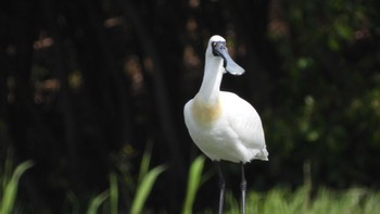 クロツラヘラサギ 葛西臨海公園 2023年4月14日(金)