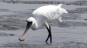 クロツラヘラサギ 葛西臨海公園 2023年4月20日(木)