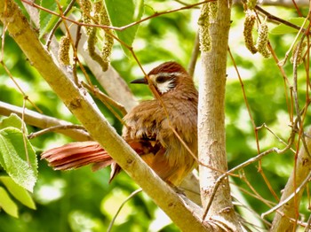 カオジロガビチョウ 境御嶽山自然の森公園 2023年4月24日(月)