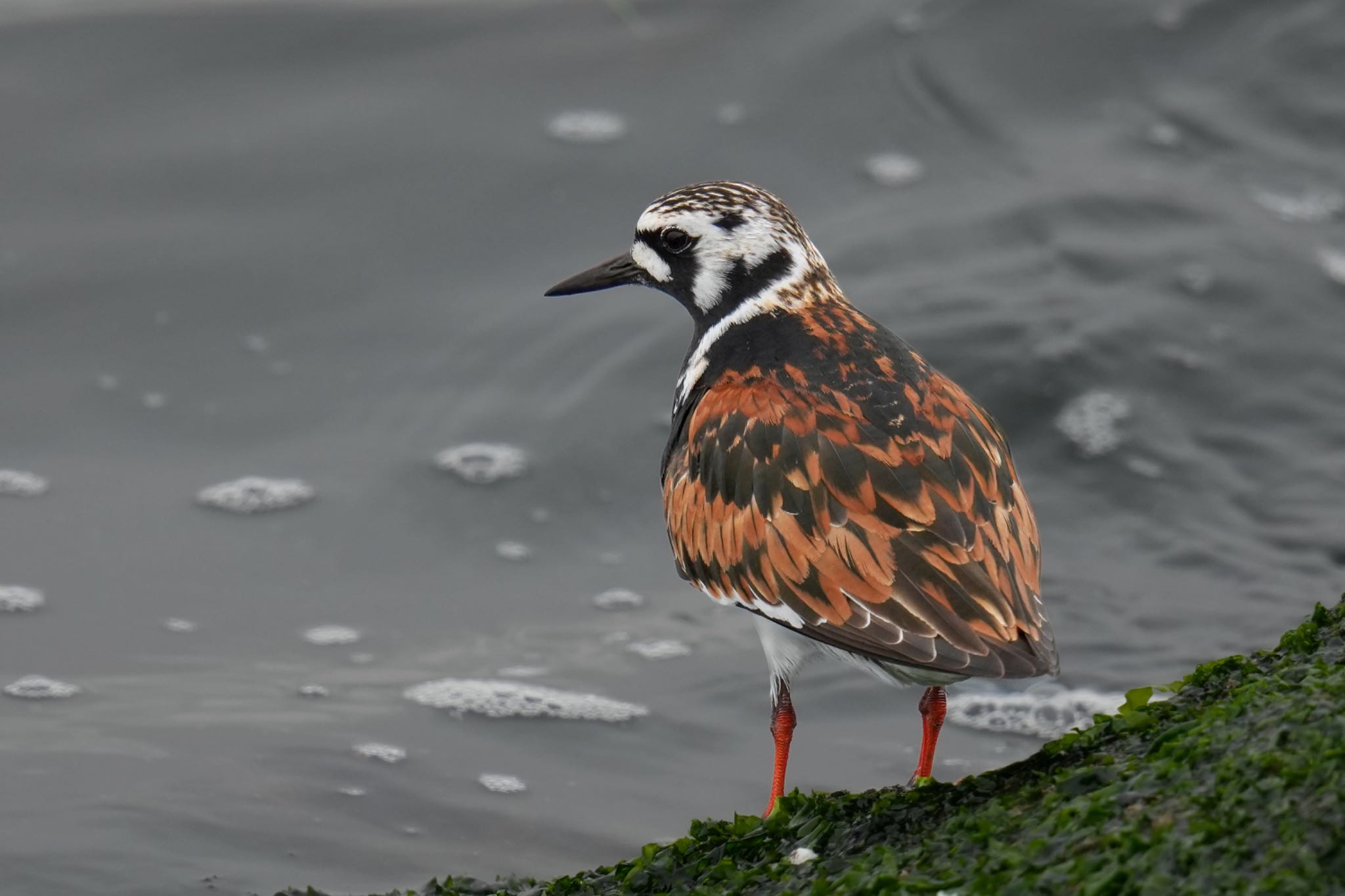 キョウジョシギ