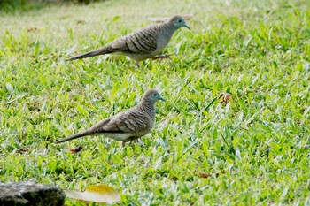 Zebra Dove Putrajaya Wetlands Park Sat, 3/11/2023