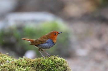 Japanese Robin Yanagisawa Pass Sun, 5/6/2018