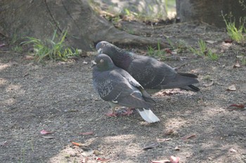 カワラバト 鶴舞公園(名古屋) 2023年4月27日(木)