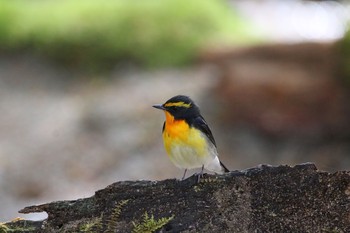 Narcissus Flycatcher Yanagisawa Pass Sun, 5/6/2018