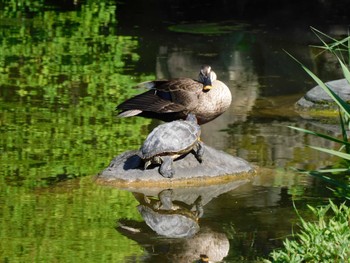 Thu, 4/27/2023 Birding report at Hibiya Park