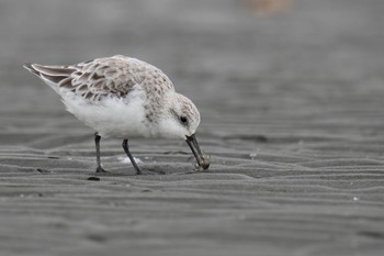 ミユビシギ ふなばし三番瀬海浜公園 2023年4月22日(土)