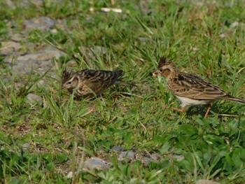 Fri, 4/28/2023 Birding report at 多摩川二ヶ領宿河原堰